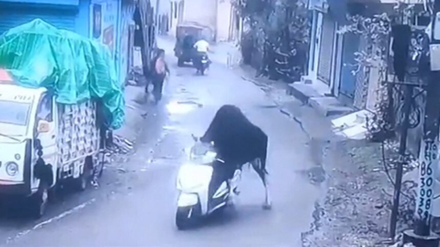 Sassy Scooter Thief Takes a Joyride in India