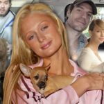 Hollywood's Most Unforgettable Pet Tales: A Nova Play Journey