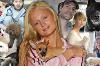 Hollywood's Most Unforgettable Pet Tales: A Nova Play Journey