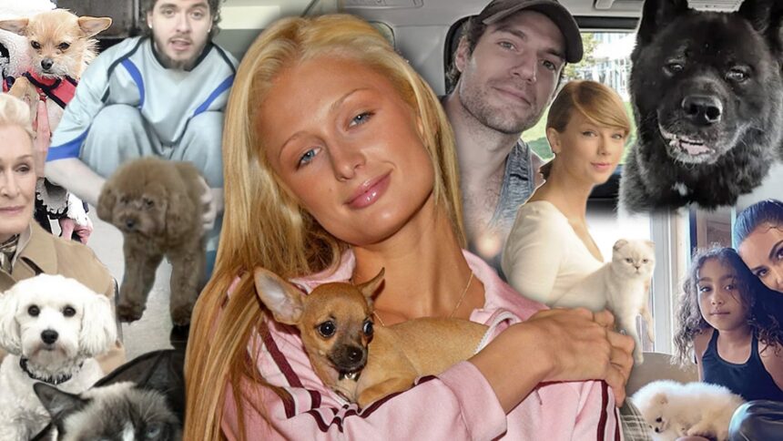 Hollywood's Most Unforgettable Pet Tales: A Nova Play Journey