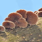 Innovative Researchers Explore Edible Mushrooms and Fungal Paper Batteries for Sustainable Future Electronics