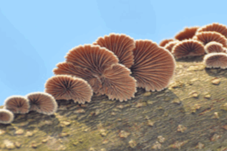 Innovative Researchers Explore Edible Mushrooms and Fungal Paper Batteries for Sustainable Future Electronics