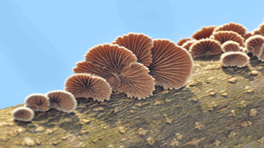Innovative Researchers Explore Edible Mushrooms and Fungal Paper Batteries for Sustainable Future Electronics